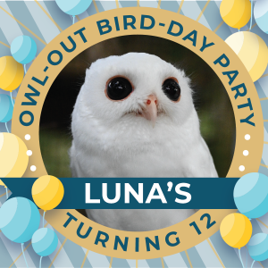 Lunas-turning-12.png