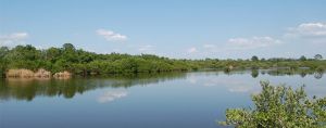 amberjack-environmental-park.jpg