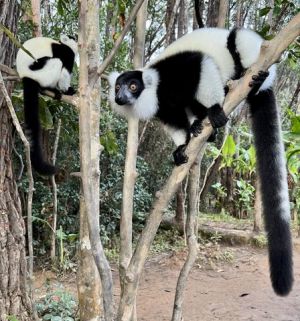white ruffed lemur.jpeg