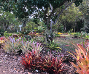 Bromeliad